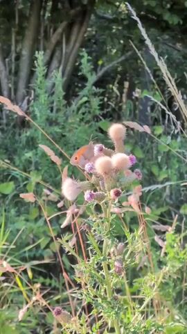 A butterfly with orange and brown wings is perched on a purple thistle flower. The butterfly is facing to the left. The thistle plant has spiky green leaves and fuzzy pinkish-purple flower buds and blooms. There is dry grass in the foreground and background. In the background, there are trees and green foliage. The lighting suggests it is daytime.