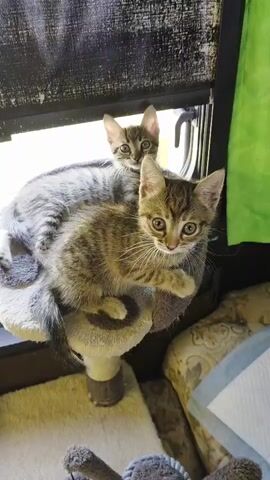The video shows two tabby kittens on a multi-level cat tree. The kitten in the foreground is closer to the camera, sitting on a circular platform. It is looking directly at the camera with large, curious eyes. Its fur is a mix of brown, black, and grey stripes. The second kitten is positioned behind the first, on a higher level of the cat tree. It is also looking at the camera, though its face is slightly more obscured. The background features a window with a dark roller blind and a green curtain. The overall environment appears to be indoors, possibly a home or shelter. There are no people visible in the video. The kittens are the sole focus of the footage, and their expressions suggest a sense of alertness and curiosity.