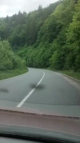 The video shows a first-person perspective from inside a vehicle traveling on a winding asphalt road through a lush, green forest. The road has a white line marking the center. The surrounding landscape is dominated by dense deciduous trees and scattered coniferous trees on the slopes of hills. The sky is overcast and appears cloudy, suggesting a temperate or cool climate. The time of day is not clearly discernible due to the overcast conditions. The scene evokes a sense of calm and peacefulness associated with driving through nature. There is no visible text in the video. The location context provided is Bilyn, Ukraine.