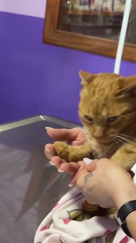 A person is holding an orange tabby cat in their arms. The person is wearing a black top and has tattoos on their arm. They are wearing a watch. The cat is wrapped in a blanket with a light-colored print. The person is holding the cat on top of a metal table. The background is a purple wall with a wooden-framed mirror on it. The person is talking to someone off-camera. The cat looks sleepy.