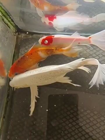 This video shows a close-up, overhead view of several koi fish swimming in a tank. The fish vary in color, with one being predominantly white with some speckled markings, another being orange and white, and a third being white with large red markings on its head and body. The tank appears to have a black grate or textured bottom, and the water is clear. The lighting is bright, illuminating the fish and their environment. The fish are moving gently, their long, flowing fins trailing behind them.