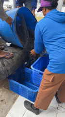 Early morning fish transfer operation in Mendoyo, Indonesia