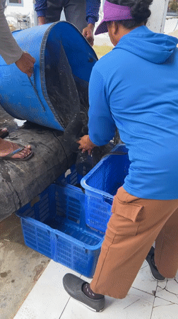 Early morning fish transfer operation in Mendoyo, Indonesia