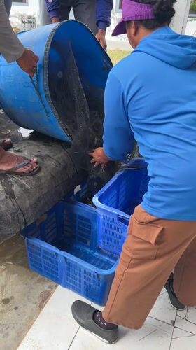 Early morning fish transfer operation in Mendoyo, Indonesia