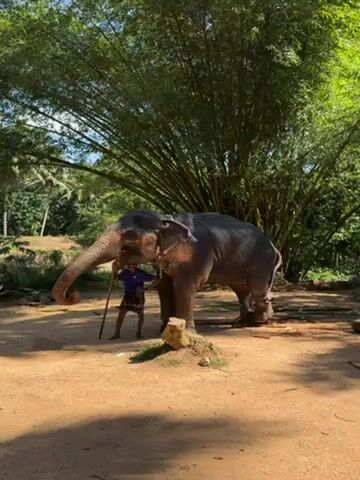 The video shows a man and an elephant in a sunny, outdoor setting. The man, wearing a purple shirt and shorts, stands next to the large elephant. He is holding a long, thin stick, potentially for guidance or training. The elephant is facing left, and its trunk is curled downwards. They are positioned on a dirt ground area, with tall bamboo and other trees filling the background. The lighting is bright, highlighting the elephant's grey skin.