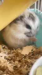 Dwarf hamster poses on tiny toys in Baranovka home