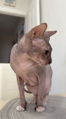 Sphynx cat observed on furniture in Izhevsk home
