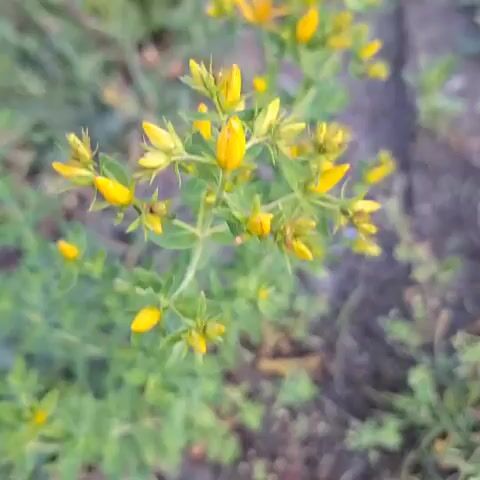 A close-up video captures a green plant with small yellow buds. The camera slowly zooms out and pans slightly to the right, revealing more of the plant and its surroundings, which appear to be natural ground with other foliage. The lighting suggests it's daytime, possibly early morning or late afternoon.