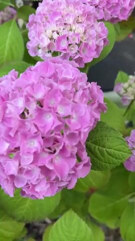 The video shows a close-up, slightly shaky view of several pink hydrangea flowers. The flowers are clustered together in large, round blooms. The petals are a vibrant pink, with some lighter pink or white accents in the center of the blooms. Lush green leaves surround the flowers. The background is out of focus but appears to be an outdoor setting, possibly a garden or patio, with hints of a brick wall and a white structure. The lighting suggests it is daytime.