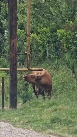 A brown cow stands in a grassy area with trees in the background. The cow is facing to the left and appears to be eating. There are also some metal pipes and wooden poles visible in the scene. The lighting suggests it is daytime, possibly overcast.