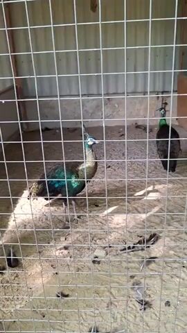 Two peafowl are visible in an enclosure. The enclosure is made of metal mesh fencing and appears to have a dirt or sand floor. In the foreground, a peafowl with iridescent green and blue feathers is standing and looking towards the viewer. In the background, another peafowl, which appears darker and possibly less vibrant in color, is also standing. The lighting suggests it is daytime.