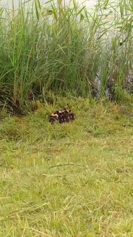 A cluster of ducklings huddles together on a patch of grass near the water's edge, nestled amongst tall reeds. The ducklings, with their fluffy brown and yellow down, appear to be resting or seeking warmth from each other. The scene suggests a peaceful moment in nature, likely in a rural setting given the location context of деревня Бугрово, Russia. The presence of tall grass and reeds indicates a natural habitat, possibly a pond, lake, or riverbank. The lighting suggests it is daytime, but the specific time of day or weather conditions are not discernible from the image. The ducklings' close proximity to one another conveys a sense of comfort and security. There is no visible text in the image.