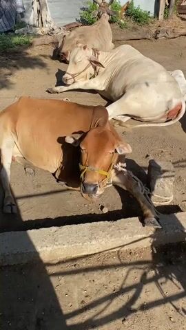 Four cows are lying down in a dirt area with some concrete structures and a discarded tire visible. In the foreground, a brown cow with a yellow halter is lying down facing the camera. Behind it, a larger white cow is also lying down, facing away from the camera. To the left and behind the white cow, another light-colored cow is lying down. To the right and behind the white cow, a brown cow is lying down, facing away from the camera. The ground is dry dirt and sand. There are some green plants and trees in the background, along with some rustic structures. The scene is lit by sunlight, creating shadows on the ground.