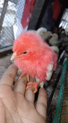 Backyard chicks in a wooden pen, Keudejungkagajah