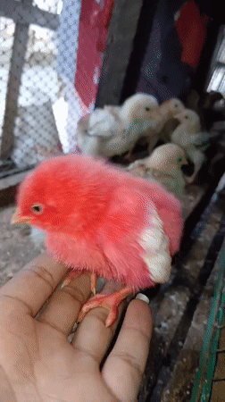Backyard chicks in a wooden pen, Keudejungkagajah