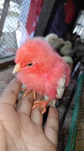 Backyard chicks in a wooden pen, Keudejungkagajah