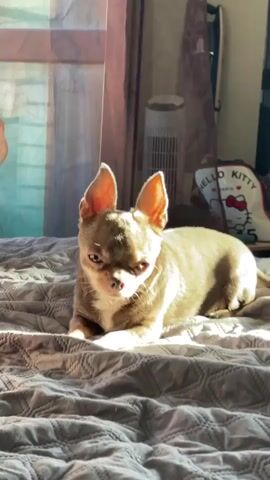A small, tan Chihuahua dog is lying on a bed with a textured, grey comforter. The dog is positioned in the center of the frame, facing the camera with its head slightly turned to the left. Sunlight streams in from the left side of the image, illuminating the dog and casting shadows across the bed. The dog's eyes are partially closed, and its ears are perked up. In the background, to the right of the dog, a white tower fan is visible. Further to the right, a pillow with a Hello Kitty design is partially visible. The overall lighting suggests a bright, possibly morning or afternoon sun.