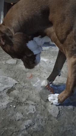 Pit bull terrier plays and explores outdoors in Tiraspol at night