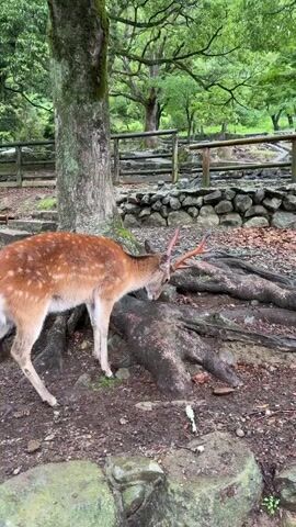 A sika deer with antlers scratches its face on the roots of a tree in a forest. The deer is brown with white spots and has a light-colored belly. It is standing on dirt and rocks, with green moss on some of the rocks. There are many trees in the background, and a wooden fence can be seen behind the deer. A stone wall is also visible in the distance. The deer continues to rub its face on the tree roots, moving its head back and forth. The video ends with the deer still scratching its face.