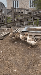 Morning animal sightings documented in Kaspiysk farmyard areas