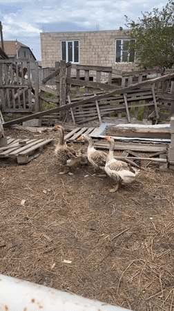 Morning animal sightings documented in Kaspiysk farmyard areas