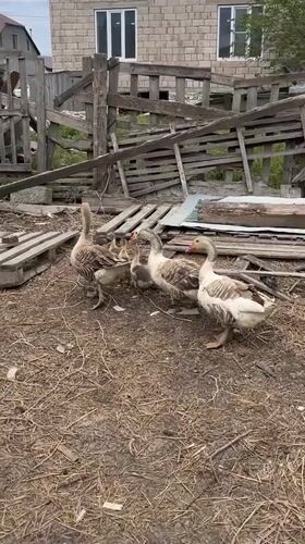Morning animal sightings documented in Kaspiysk farmyard areas