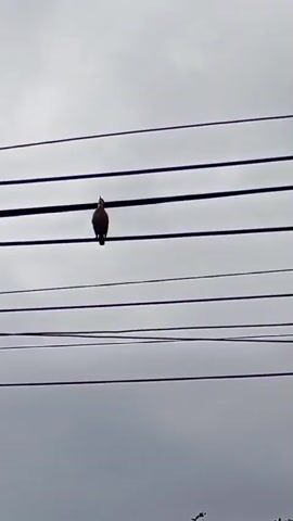 A small bird is perched on a telephone wire, silhouetted against a cloudy sky. The bird is facing to the left and appears to be chirping. The telephone wire is black and is strung horizontally across the frame. There are several other telephone wires visible in the background, running parallel to the main wire. The sky is overcast and gray. The lower portion of the frame shows a dark, out-of-focus area that appears to be tree branches. The video is short, only a few seconds long, and focuses on the bird and its surroundings.