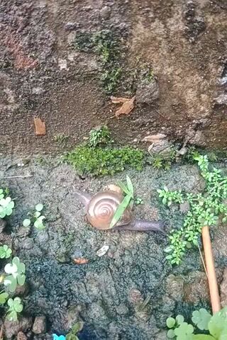 The video shows a snail crawling on a damp, mossy surface next to a concrete edge.  There are small green plants scattered around, and a twig lies near the snail. The snail has a brown shell.