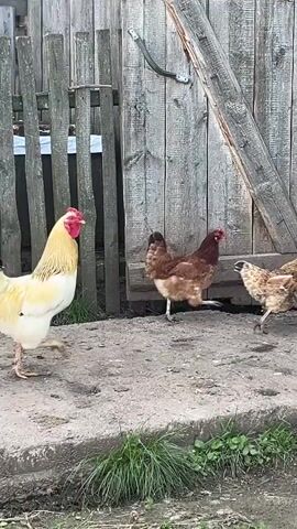 A rooster with a yellow body and black tail feathers walks across a dirt path in front of a wooden fence. Behind the rooster, a brown hen walks to the right. To the right of the rooster, a white duck with orange feet walks to the right. The fence is made of weathered gray wood planks. The ground is dirt and small stones, with some green grass growing along the bottom edge of the frame.