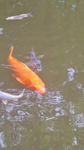 The video shows a close-up, top-down view of a body of murky water, likely a pond or a large aquarium. Several koi fish are visible swimming just below the surface. The dominant fish in the foreground is a large, bright orange koi, its body angled towards the left of the frame. Behind it, a smaller, dark-colored fish swims. Further back, to the right of the orange koi, is a fish with a black and yellow pattern, also swimming. As the video progresses, more fish become visible, including another orange and white koi and a darker fish with greyish scales. The water has a rippled texture, suggesting movement, possibly from the fish or a gentle current. The overall lighting is subdued, with the murky water obscuring any details of the pond's bottom. No people or other objects are visible in the frame.
