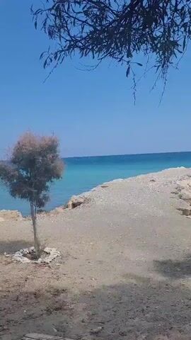 A video pans across a sandy beach with a small tree in the foreground. The turquoise ocean stretches to the horizon under a clear blue sky. Tree branches hang from the top of the frame.