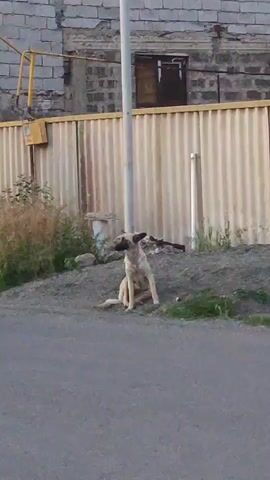 A medium shot shows a tan-colored dog sitting on a dirt hill next to an asphalt road. The dog holds a brown branch in its mouth, perpendicular to its face. A white utility pole is directly behind the dog. In the background is a building made of cinder blocks and a corrugated metal fence. A yellow gas meter is attached to the building. Weeds and grass are growing next to the fence. The sky is overcast. A motorcycle passes on the road during the video.