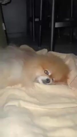 A medium shot shows a Pomeranian dog lying down on a light yellow, textured surface, possibly a blanket. The dog is facing the camera with its head slightly tilted, and its eyes are open and attentive. The dog’s fur is a light tan color, and it appears to be clean and well-groomed. Behind the dog, the background is dark and out of focus, but it seems to include some furniture, possibly chairs or a table. The lighting in the scene is dim, which focuses attention on the dog. A sound, possibly water dripping, can be heard. The dog does not move.