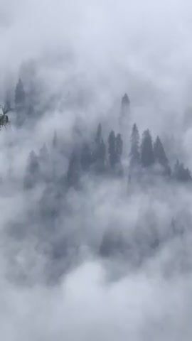A thick, white fog blankets a dense forest, obscuring the trees within. The fog drifts and swirls, revealing and concealing the dark green silhouettes of tall, conical trees. The scene is devoid of any human presence or activity, and the environment appears to be natural and untouched. The overall impression is one of mystery and ethereal beauty, with the fog creating an otherworldly atmosphere.