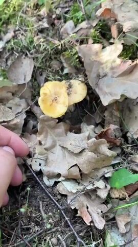 A hand picks up several small, yellow mushrooms from the forest floor. The mushrooms are partially obscured by fallen leaves and green foliage. The hand gently turns one of the mushrooms to show its underside, revealing thin, gill-like structures. The background is a soft blur of green and brown, suggesting a natural forest environment.