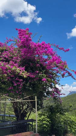 Morning scenes captured at Da Lat outdoor cafe and gardens
