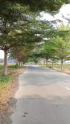 A paved road runs through a tree-lined avenue. The trees have green foliage and are evenly spaced along both sides of the road, forming a canopy overhead. The road is empty, with no vehicles or people visible. The environment appears to be rural or semi-rural, with fields or undeveloped land visible beyond the trees. The lighting suggests it is daytime, possibly late afternoon or early morning, with the sun casting long shadows.