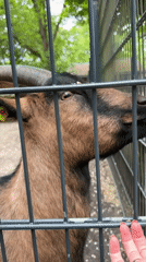 Visitors feed tagged goat at Berlin animal park