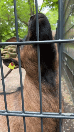 Visitors feed tagged goat at Berlin animal park