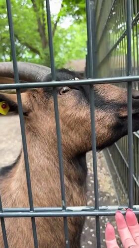 Visitors feed tagged goat at Berlin animal park