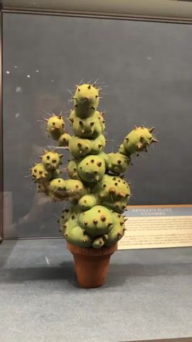 The video shows a potted cactus-like plant inside a glass display case. The plant is green and appears to have rounded sections stacked upon each other. Each section has small brown dots and thin white spikes. The plant is in a terra cotta-colored pot. A plaque labeled "Neville's Plant" is visible next to the plant, with text in both English and Japanese. The background behind the display case is a dark gray. The base of the display case is blue. The camera is stationary and captures a close-up view of the plant. The lighting is bright and clear. An indiscernible voice can be heard in the background.