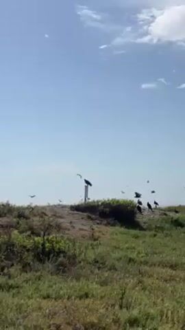 The video shows a grassy area with a flock of black birds, possibly vultures, in a sunny environment with a partly cloudy sky. Several birds are perched on a wooden post and on the ground, while others are flying overhead. The camera pans slightly, revealing a sandy path lined with rope fencing that leads away from the area with the birds. The overall impression is a natural, somewhat wild landscape.