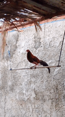 Domestic life documented: roosters, toys, family moments captured