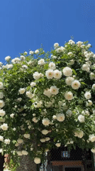 White roses bloom on residential street in Lozarevo, Bulgaria