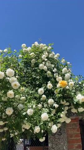 A medium shot shows a climbing rose bush with many white flowers, and some buds, growing against a brick wall with a gate and the number 63. The sky is a cloudless blue. The camera pans slightly left. The rose bush is densely covered with white blossoms, giving the impression of a floral cascade against the wall. One or two flowers are yellow. The number 63 is displayed on a small blue rectangular sign affixed to the gate. The brick wall is composed of weathered bricks of various hues.