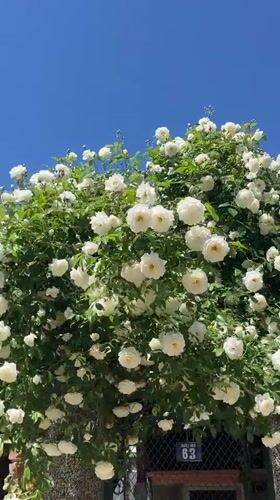 White roses bloom on residential street in Lozarevo, Bulgaria