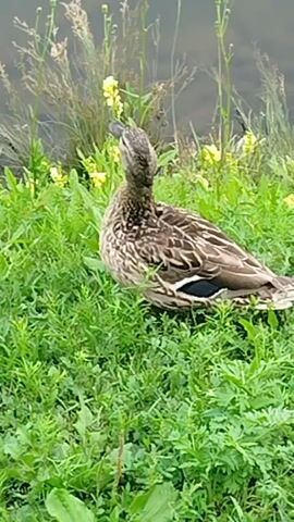 A duck sits on a grassy bank next to a body of water. The duck is facing to the left and appears to be looking at something in the distance. The grass is green and lush, and there are a few small yellow flowers growing in the grass. The water is calm and reflects the sky. The overall scene is peaceful and natural.