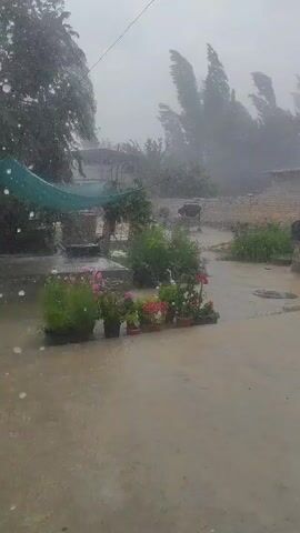 The video shows a courtyard during a heavy rainstorm. The ground is covered in water, and raindrops are visible in the air. Tall trees in the background are bent over by strong winds. There are potted plants in the foreground, and a small structure with a green tarp can be seen. In the middle ground, there are brick structures, and a dark-colored animal, possibly a cow, is visible in the distance. The scene appears to be a rural or semi-rural residential area experiencing severe weather.