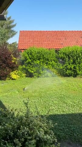 This media file captures a sunny day in a residential backyard. The scene features a lush green lawn with a sprinkler system in operation, creating a small, transient rainbow in the spray. Behind the lawn, a vibrant green hedge acts as a backdrop, and a red-tiled roof of a house is visible above it. To the left, a large pine tree and some reddish-purple bushes add depth to the landscape. The bright blue sky suggests it is daytime, likely mid-morning or afternoon, with clear weather conditions conducive to forming rainbows. The overall atmosphere is one of a peaceful, well-maintained garden. There is no visible text in the media file.
