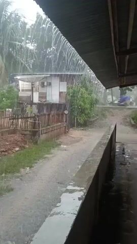 The video shows a heavy rain falling in a rural area. The camera is positioned under a corrugated metal roof, looking out onto a dirt path.  To the left of the path is a small wooden house with a satellite dish, surrounded by greenery and a rickety wooden fence. The path leads further into the scene, disappearing around a bend. The rain is so heavy that it appears as a sheet coming off the edge of the metal roof. The ground is wet, and water is collecting on the ledge in front of the camera. The overall environment suggests a poor, tropical or subtropical setting.